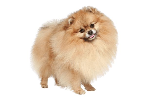 pies pomeranian